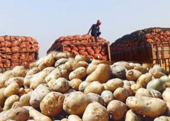 বাংলাদেশি আলু রফতানির জন্য ভিয়েতনামের বাজার উন্মুক্ত