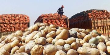 বাংলাদেশি আলু রফতানির জন্য ভিয়েতনামের বাজার উন্মুক্ত