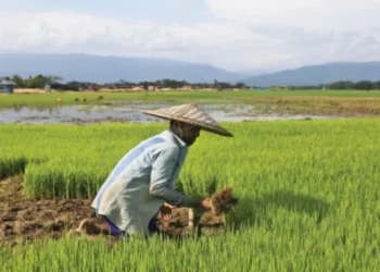 ১০ হাজার টাকা পর্যন্ত কৃষি ঋণ পরিশোধ করবে সরকার