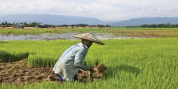 ১০ হাজার টাকা পর্যন্ত কৃষি ঋণ পরিশোধ করবে সরকার