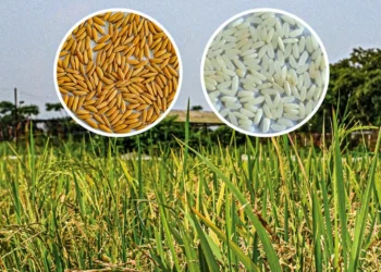 উচ্চ ফলনশীল চিকন ধানের জাত উদ্ভাবন