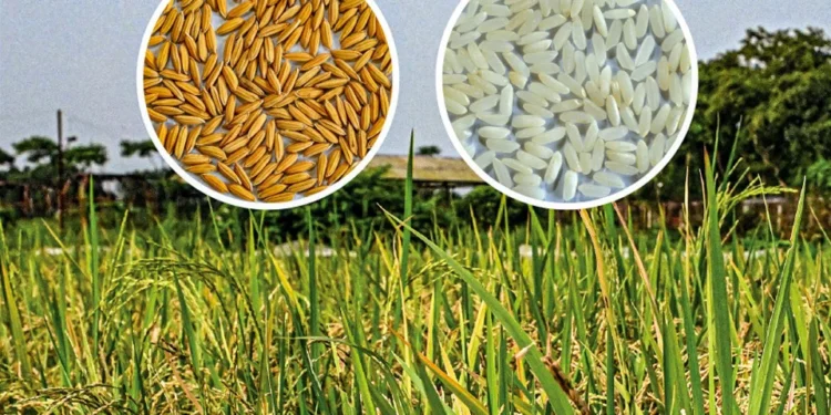 উচ্চ ফলনশীল চিকন ধানের জাত উদ্ভাবন