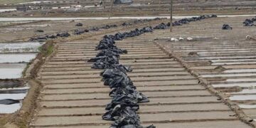 কালবৈশাখীতে টেকনাফে লবণ মাঠ লণ্ডভণ্ড, দামে ধস