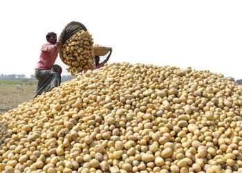 রংপুরের হিমাগার সংকটে আলু কেজিতে ৩ টাকার বেশি লোকসান