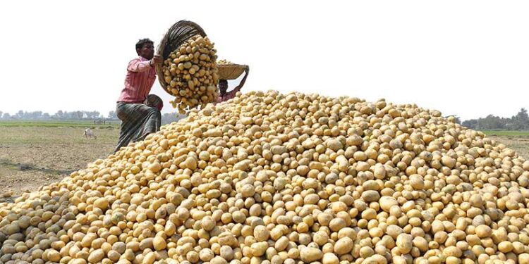 রংপুরের হিমাগার সংকটে আলু কেজিতে ৩ টাকার বেশি লোকসান