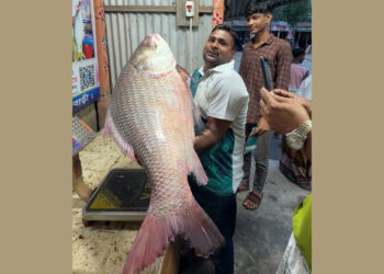 পদ্মার এক কাতাল মাছের দাম উঠল ৪৮ হাজার টাকা