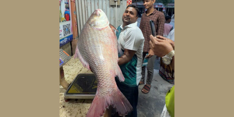 পদ্মার এক কাতাল মাছের দাম উঠল ৪৮ হাজার টাকা