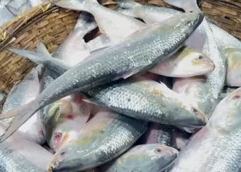 সরবরাহ বাড়লেও ইলিশের দাম কমার লক্ষণ নেই চট্টগ্রামে