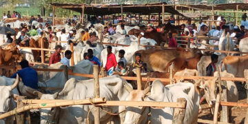 কক্সবাজারে কোরবানির পশু নিয়ে খামারিদের লোকসানের শঙ্কা