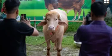 কোরবানি হচ্ছে না ‘ডোনাল্ড ট্রাম্প’