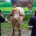 কোরবানি হচ্ছে না ‘ডোনাল্ড ট্রাম্প’