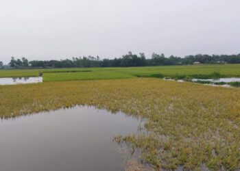 হাওরের ৬ স্টেশনে পানি বিপদসীমার ওপরে