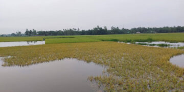 হাওরের ৬ স্টেশনে পানি বিপদসীমার ওপরে
