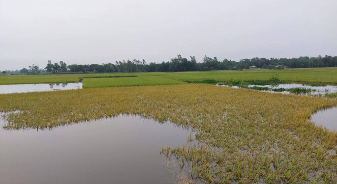 হাওরের ৬ স্টেশনে পানি বিপদসীমার ওপরে