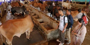 বৃষ্টি ও চড়া দামে চট্টগ্রামে পশুর হাটে ক্রেতার ভিড় কম