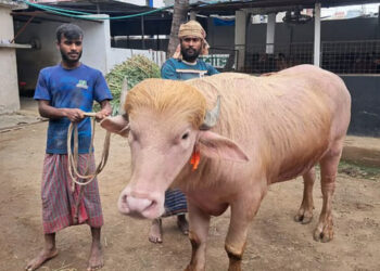‘ডোনাল্ড ট্রাম্প’ বিক্রি হলো ৩ লাখ ৭৯ হাজার টাকায়