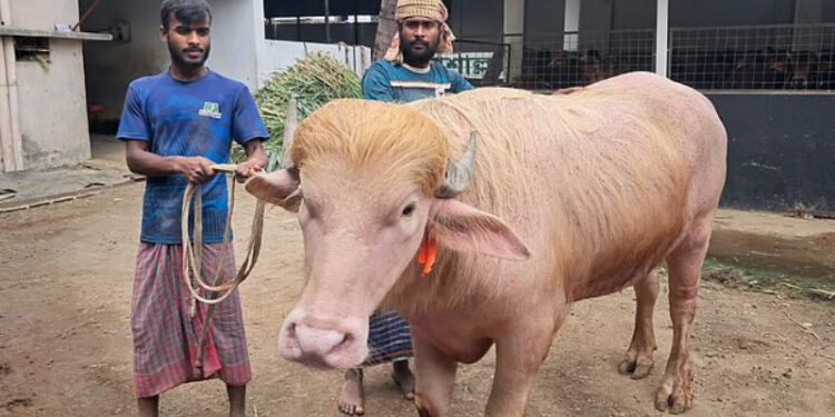 ‘ডোনাল্ড ট্রাম্প’ বিক্রি হলো ৩ লাখ ৭৯ হাজার টাকায়