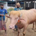 ‘ডোনাল্ড ট্রাম্প’ বিক্রি হলো ৩ লাখ ৭৯ হাজার টাকায়