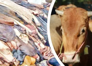 কোরবানির পশুর চামড়ার নতুন দাম নির্ধারণ, ঢাকায় প্রতি বর্গফুটে ২ টাকা বৃদ্ধি