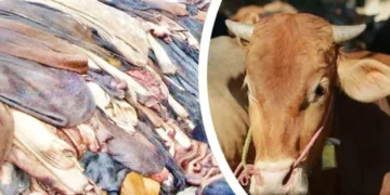 কোরবানির পশুর চামড়ার নতুন দাম নির্ধারণ, ঢাকায় প্রতি বর্গফুটে ২ টাকা বৃদ্ধি