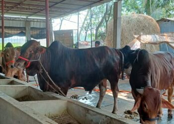 চট্টগ্রামে কমেছে কোরবানির পশু, চাহিদা মেটানোই চ্যালেঞ্জ
