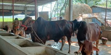 চট্টগ্রামে কমেছে কোরবানির পশু, চাহিদা মেটানোই চ্যালেঞ্জ