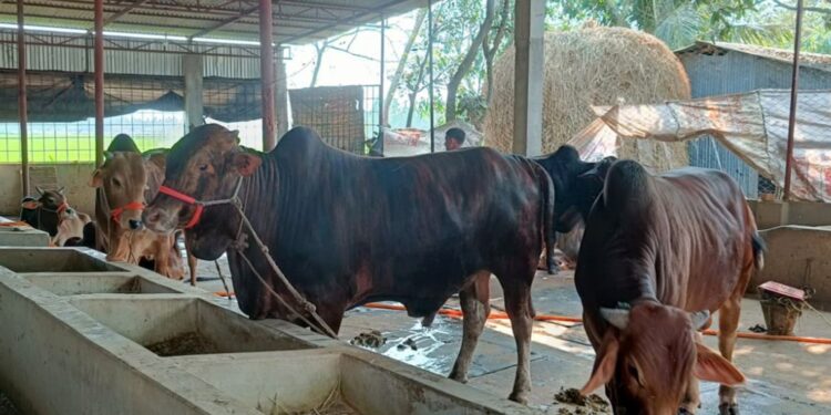 চট্টগ্রামে কমেছে কোরবানির পশু, চাহিদা মেটানোই চ্যালেঞ্জ