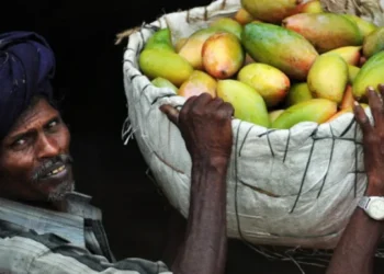 ২০ বছর পর ভারতীয় আম আমদানিতে জাপানের নিষেধাজ্ঞা