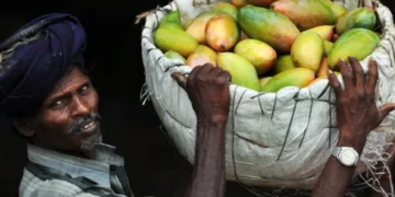 ২০ বছর পর ভারতীয় আম আমদানিতে জাপানের নিষেধাজ্ঞা