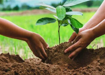 বৃক্ষরোপণ কর্মসূচিতে ৫৩ কোটি টাকার প্রণোদনা সরকারের