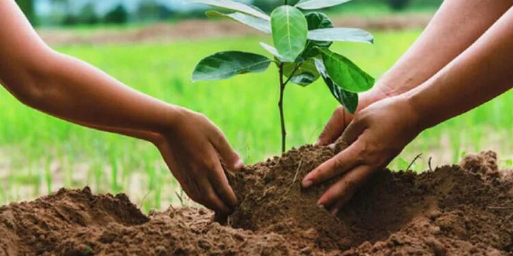 বৃক্ষরোপণ কর্মসূচিতে ৫৩ কোটি টাকার প্রণোদনা সরকারের