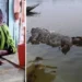 হযরত খানজাহান আলীর মাজারের দিঘি থেকে সরিয়ে ফেলা হচ্ছে কুমির