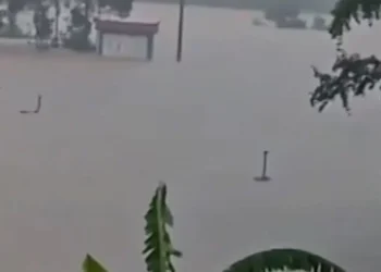 বন্যায় খামার তলিয়ে ভেসে গেল ৯০০ সাপ, আতঙ্কে লোকালয়