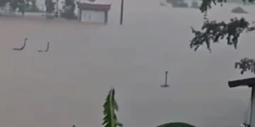 বন্যায় খামার তলিয়ে ভেসে গেল ৯০০ সাপ, আতঙ্কে লোকালয়