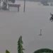 বন্যায় খামার তলিয়ে ভেসে গেল ৯০০ সাপ, আতঙ্কে লোকালয়