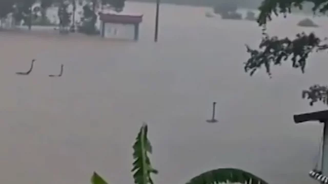 বন্যায় খামার তলিয়ে ভেসে গেল ৯০০ সাপ, আতঙ্কে লোকালয়