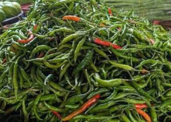কাঁচামরিচের কেজি ৩০০ ছাড়াল