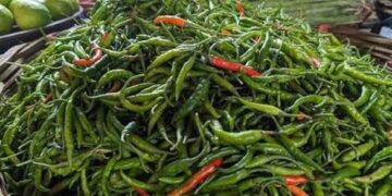 কাঁচামরিচের কেজি ৩০০ ছাড়াল