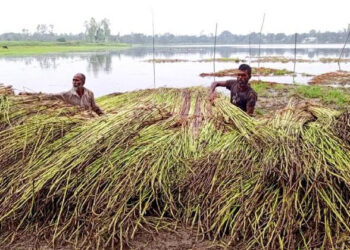 পশ্চিমাঞ্চলে নতুন পাটের সরবরাহ বাড়ছে, আশাবাদী চাষিরা
