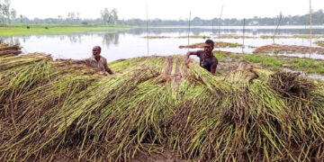 পশ্চিমাঞ্চলে নতুন পাটের সরবরাহ বাড়ছে, আশাবাদী চাষিরা