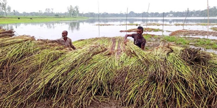 পশ্চিমাঞ্চলে নতুন পাটের সরবরাহ বাড়ছে, আশাবাদী চাষিরা