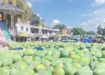 আম্রপালির মণ ৩৫’শ টাকা, বেড়েছে ফজলি-বারি আমের দামও