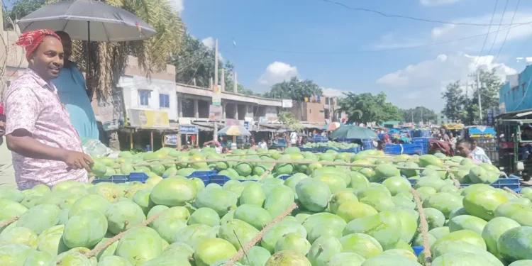 আম্রপালির মণ ৩৫’শ টাকা, বেড়েছে ফজলি-বারি আমের দামও