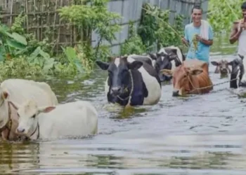 বন্যায় চট্টগ্রামে ৩০ কোটি টাকার প্রাণিসম্পদের ক্ষতি, প্রাণহানি ১ লাখ ১২ হাজার ছাড়াল