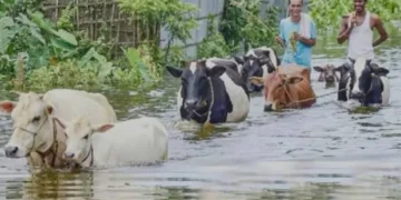 বন্যায় চট্টগ্রামে ৩০ কোটি টাকার প্রাণিসম্পদের ক্ষতি, প্রাণহানি ১ লাখ ১২ হাজার ছাড়াল