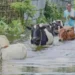 বন্যায় চট্টগ্রামে ৩০ কোটি টাকার প্রাণিসম্পদের ক্ষতি, প্রাণহানি ১ লাখ ১২ হাজার ছাড়াল